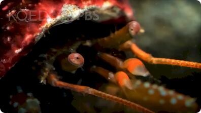 Deep Look: These Feisty Hermit Crabs Brawl Over Snail Shells