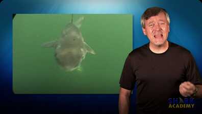 Spiny Dogfish Sharks book