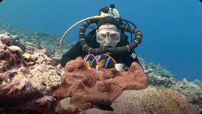 Jonathan Bird's Blue World: Anemonefish book