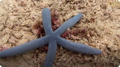 Are starfish polite?