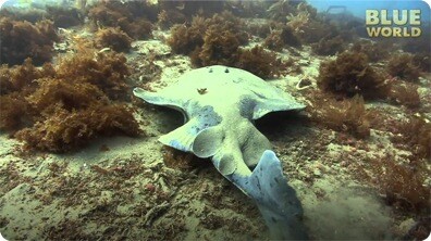 Electric Torpedo Ray!