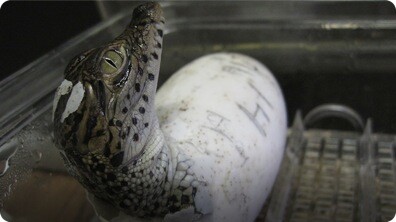 Rare Baby Crocs Born at National Zoo