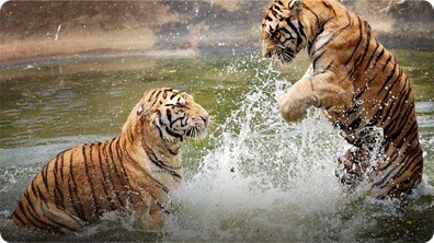 Did You Know: Tigers