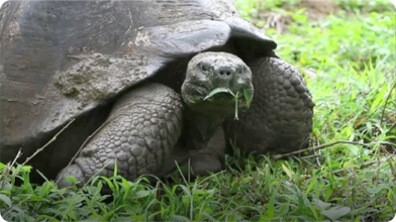 Galapagos Tortoises