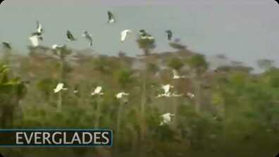 Environment: The Everglades Ecosystem book