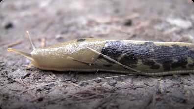 Slugs Are Cool book