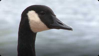 Goose book