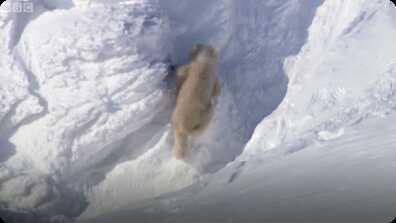 Polar Bear Cubs Out on the Arctic Ice - BBC Planet Earth book