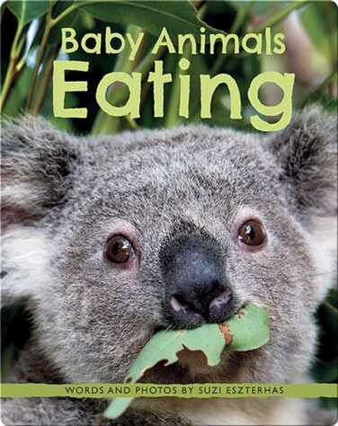 Baby Animals Eating book