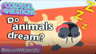 Do Animals Dream? | COLOSSAL QUESTIONS book