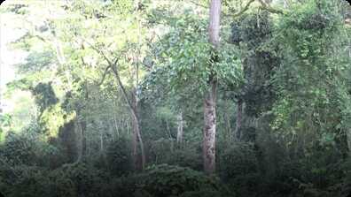 My Wild Walk through a Ugandan Chimp Forest book