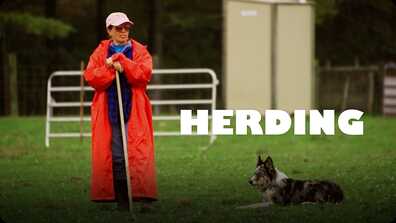 Dogs at Work: Herding Dogs book