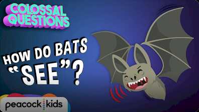 How Do Bats 'See' if They're Blind? book