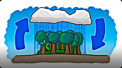 Which Came First - The Rain or the Rainforest? book