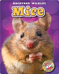 Backyard Wildlife: Mice