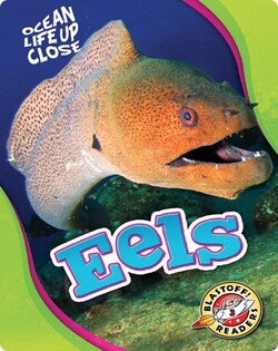 Ocean Life Up Close: Eels
