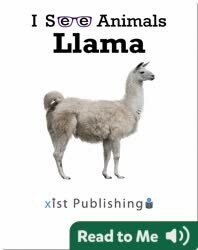 I See Animals: Llama