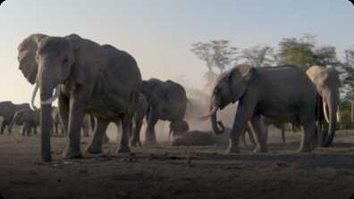 BBC Life: Elephants book