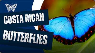 Butterflies in Costa Rica book