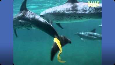 Dolphins play keep away with snorkelers! book