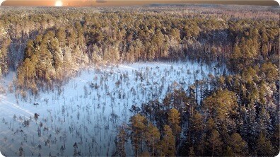 Did You Know: Taiga