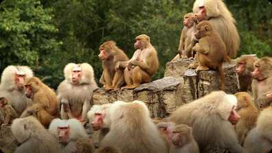 Did You Know: Baboons book