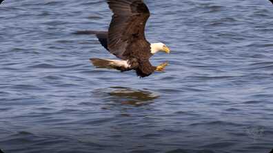 Eagles book