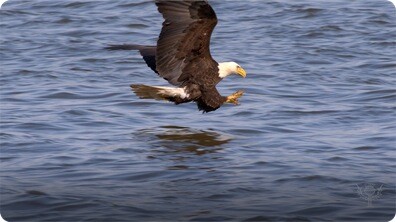 Eagles