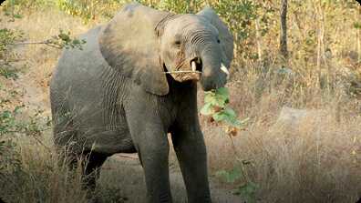 Elephants book
