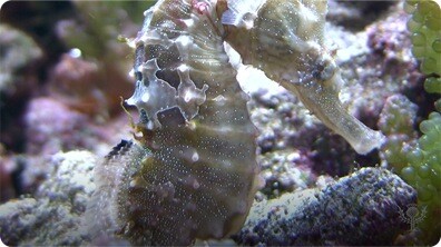 Seahorses