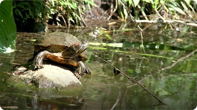 Turtles