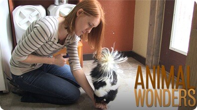 Skunk Training Session!