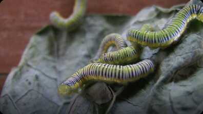 How Bugs Move! book