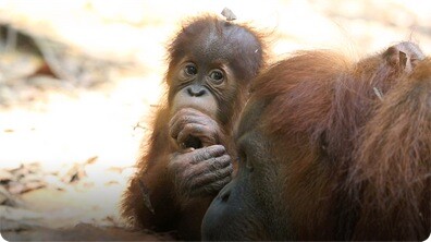 Apes
