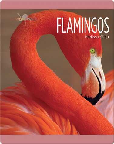 Flamingos book