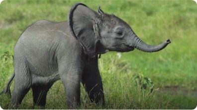 The Antics of Young Elephants