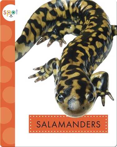 Backyard Animals: Salamanders book