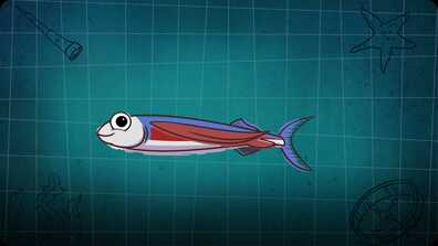 I’m A Flying Fish book