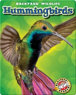 Backyard Wildlife: Hummingbirds