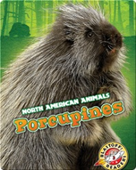 North American Animals: Porcupines