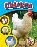 The Life Cycle of a Chicken