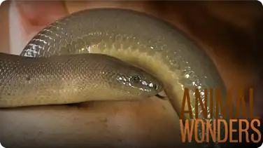 Anthropomorphism book