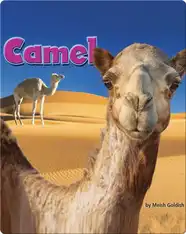 Camel
