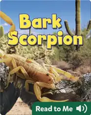 Bark Scorpion