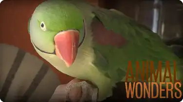 Meet and Greet: Zapper's Rescue Story book