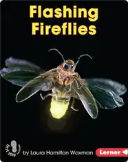 Flashing Fireflies