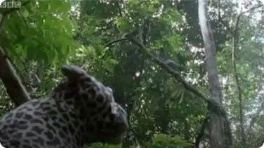 Leopard Monkey Alert! - Attenborough: The Life of Mammals book