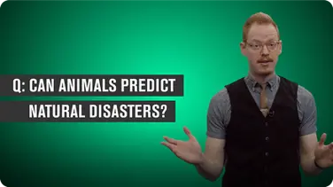Can Animals Predict Natural Disasters? book