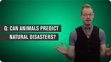 Can Animals Predict Natural Disasters? book