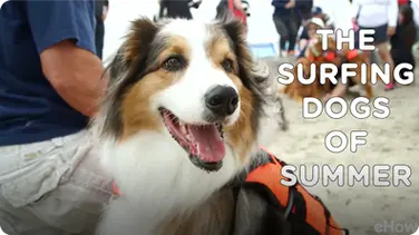 The Surfing Dogs of Summer | American Dog With Victoria Stilwell book